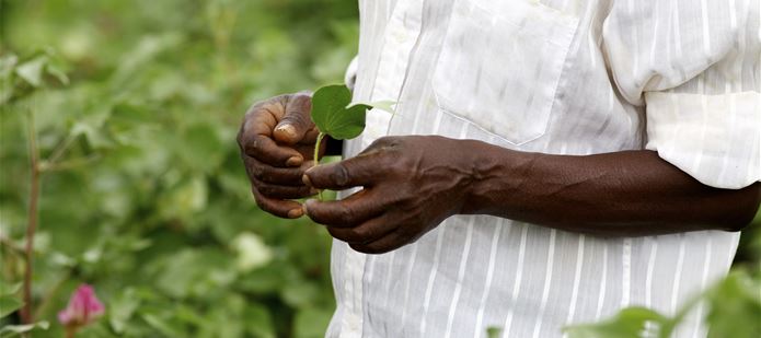 CABI joins Australia-Africa Plant Biosecurity Partnership to aid agricultural trade